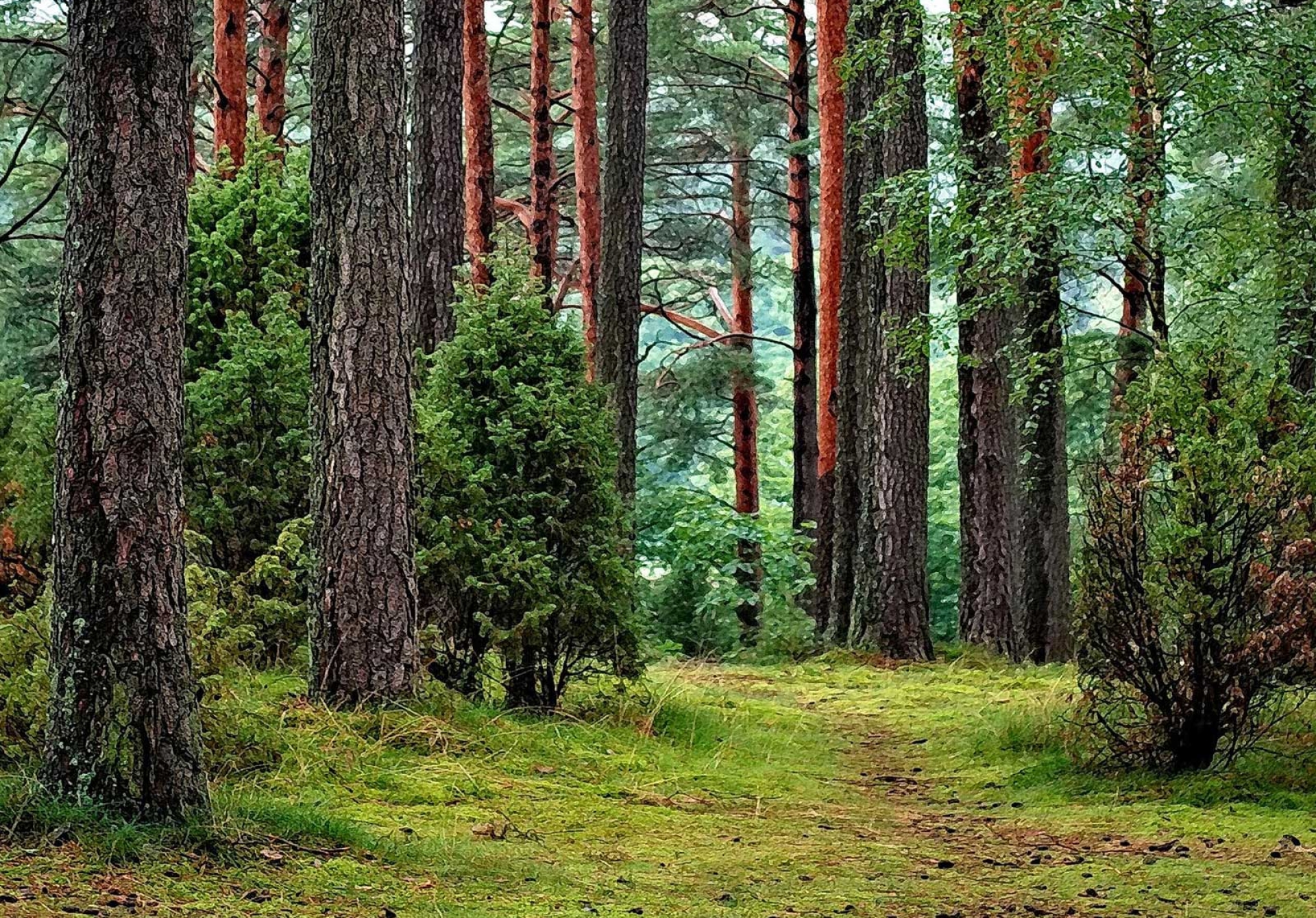 Bory Tucholskie - foto: pixabay.com